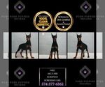 Puppy Nike AKC Doberman Pinscher