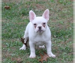 Small Photo #7 French Bulldog Puppy For Sale in GRAVETTE, AR, USA