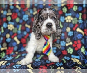 Cocker Spaniel Puppy for sale in LAKELAND, FL, USA