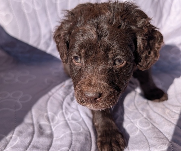 Medium Photo #19 Boykin Spaniel-Goldendoodle Mix Puppy For Sale in MORGANTON, NC, USA