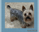 Small Photo #1 Yorkipoo Puppy For Sale in BENNINGTON, IN, USA