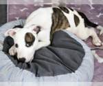Small American Pit Bull Terrier Mix