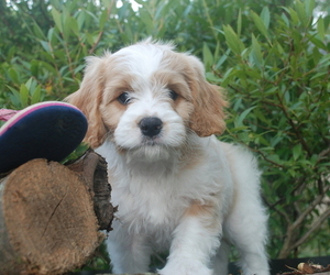 Cavapoo Puppy for sale in HADLEY, PA, USA