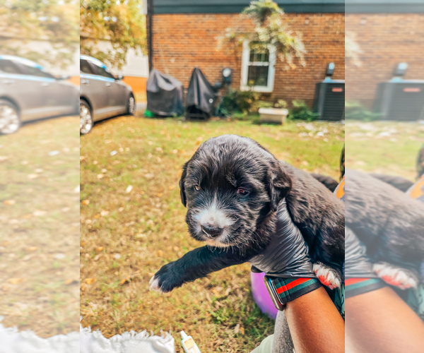 Medium Photo #1 Golden Mountain Dog Puppy For Sale in CHARLOTTE, NC, USA