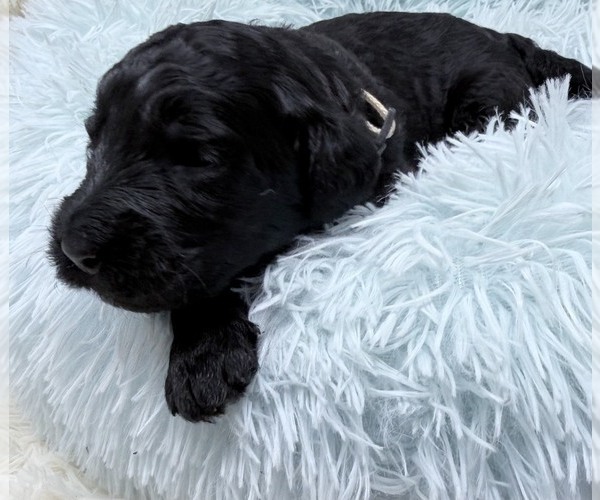Medium Photo #45 Goldendoodle Puppy For Sale in PIERSON, FL, USA