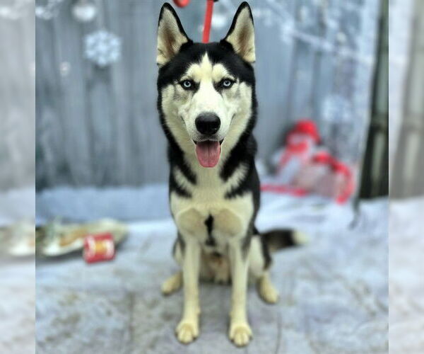 Medium Photo #1 Siberian Husky Puppy For Sale in Long Beach, CA, USA