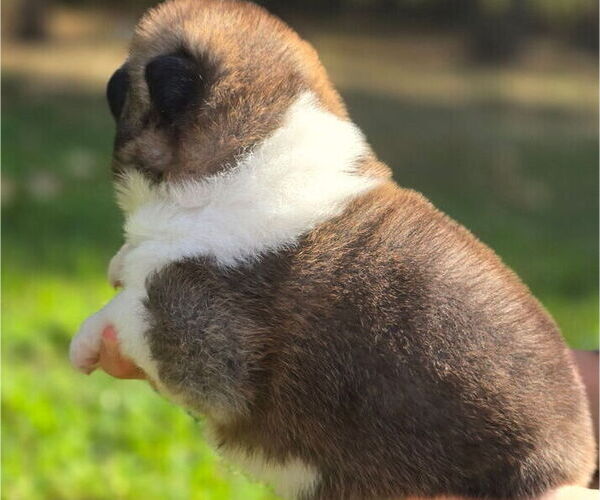 Medium Photo #7 Akita Puppy For Sale in STRAFFORD, MO, USA