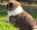 Small #6 Akita