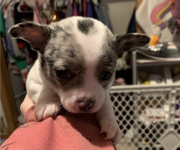 Medium Photo #1 Chihuahua Puppy For Sale in SUGAR CREEK, MO, USA