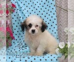 Small Zuchon