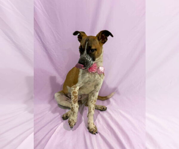 Medium Photo #6 Mutt Puppy For Sale in Sandy, UT, USA