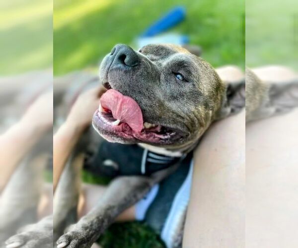 Medium Photo #6 Mutt Puppy For Sale in columbia, SC, USA