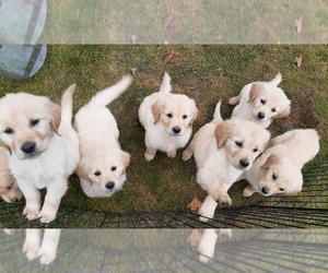 Golden Retriever Puppy for sale in SANDPOINT, ID, USA