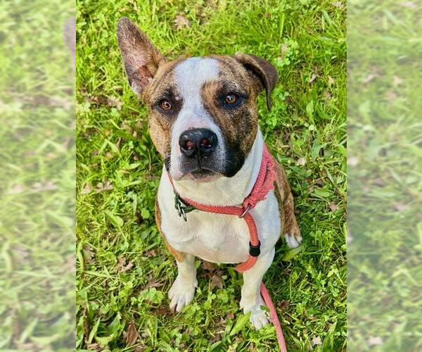 Medium Photo #1 American Pit Bull Terrier Puppy For Sale in Sacramento, CA, USA