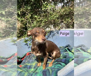 Chihuahua-Unknown Mix Dogs for adoption in Brewster, NY, USA