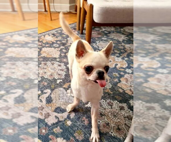 Medium Photo #2 Chihuahua Puppy For Sale in St. Louis Park, MN, USA