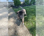 Puppy Female 2 Akita