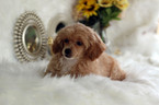 Small #22 Havanese-Poodle (Toy) Mix