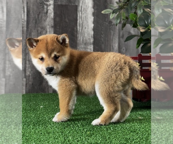 Medium Photo #1 Shiba Inu Puppy For Sale in CANOGA, NY, USA
