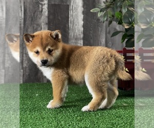 Shiba Inu Puppy for sale in CANOGA, NY, USA