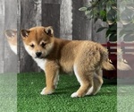 Image preview for Ad Listing. Nickname: Igloo