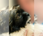 Small Photo #1 Shih Tzu Puppy For Sale in THE WOODLANDS, TX, USA