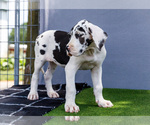 Small Photo #193 Great Dane Puppy For Sale in WAKARUSA, IN, USA
