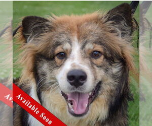 Border-Aussie Dogs for adoption in Huntley, IL, USA