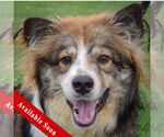 Small Border-Aussie