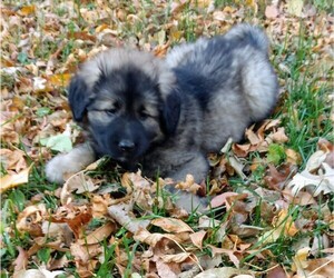 Caucasian Shepherd Dog-Sarplaninac (Illyrian Sheepdog ) Mix Puppy for sale in NORTHFIELD, MN, USA