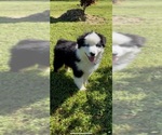 Small Photo #7 Australian Shepherd Puppy For Sale in COULTERVILLE, CA, USA