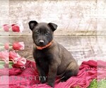 Small #6 Belgian Malinois