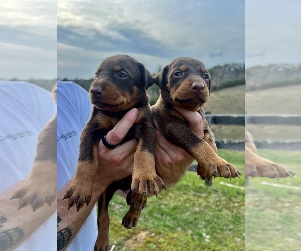 Medium Photo #13 Doberman Pinscher Puppy For Sale in CAMPTON, KY, USA