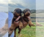 Small #12 Doberman Pinscher