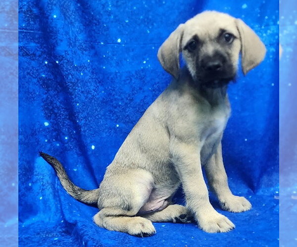 Medium Photo #1 Labrador Retriever-Unknown Mix Puppy For Sale in Wetumpka, AL, USA