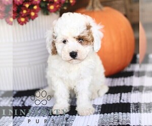 Cavapoo Puppy for sale in BIRD IN HAND, PA, USA