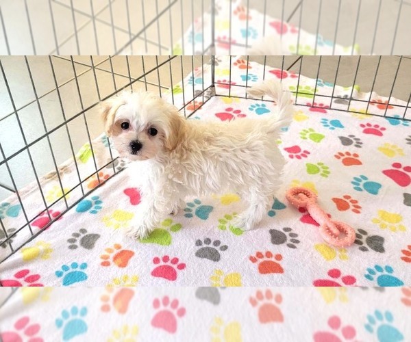 Medium Photo #10 Maltipoo (Toy) Puppy For Sale in ORO VALLEY, AZ, USA
