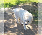 Small #2 Great Pyrenees