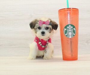 Shorkie Tzu Puppy for sale in LAS VEGAS, NV, USA