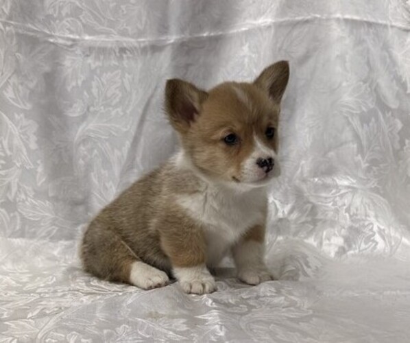 Medium Photo #3 Pembroke Welsh Corgi Puppy For Sale in STANLEY, WI, USA