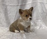 Small #2 Pembroke Welsh Corgi