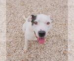 Small #1 American Pit Bull Terrier Mix