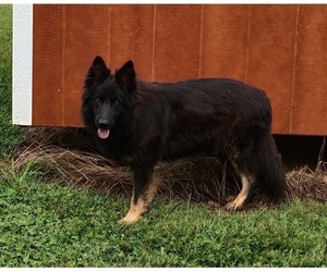 Mother of the German Shepherd Dog puppies born on 08/09/2025