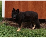 Small Photo #1 German Shepherd Dog Puppy For Sale in COUCH, MO, USA