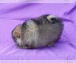 Small #10 Pomeranian