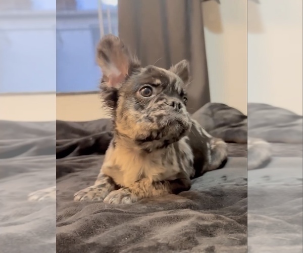 Medium Photo #5 French Bulldog Puppy For Sale in KANSAS CITY, MO, USA