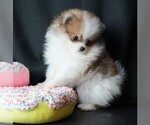 Small #5 Pomeranian