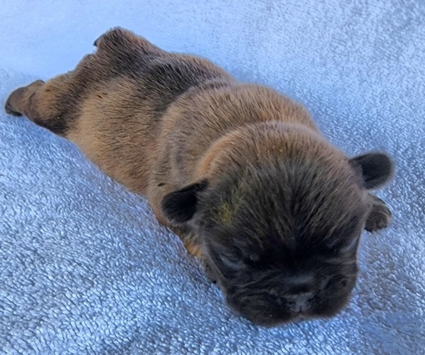Medium Photo #6 French Bulldog Puppy For Sale in LAS VEGAS, NV, USA