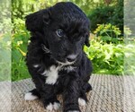 Small #5 F2 Aussiedoodle