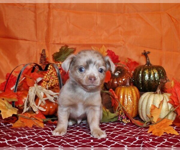 Medium Photo #26 Chihuahua Puppy For Sale in CHARLESTON, AR, USA